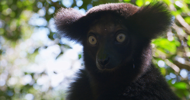 霊長類(サル)の惑星