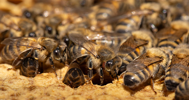 ミツバチのひみつ：自然界の小さなヒーロー