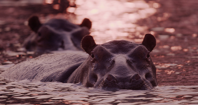 カタヴィ：苛酷な楽園 3つの物語