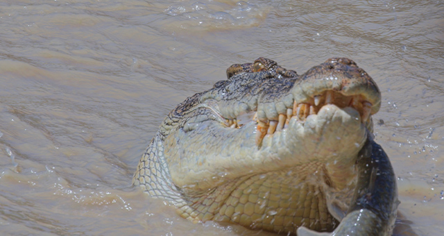 クロコダイル：オーストラリアの偉大なサバイバー