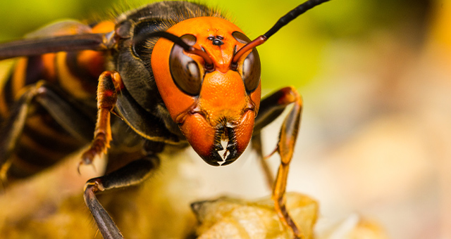 戦慄！殺人バチの巣窟