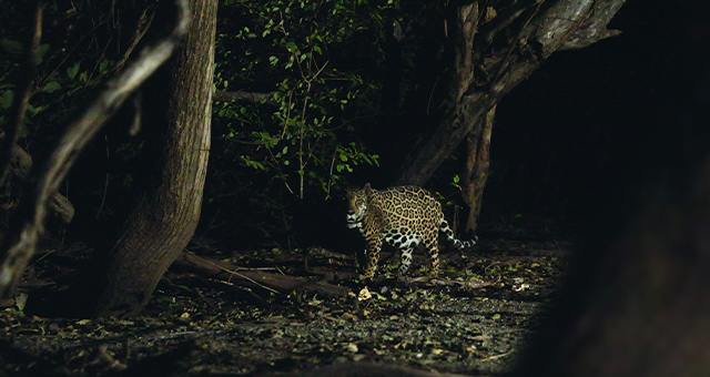 ジャガーとウミガメの物語：熱帯林の守護神