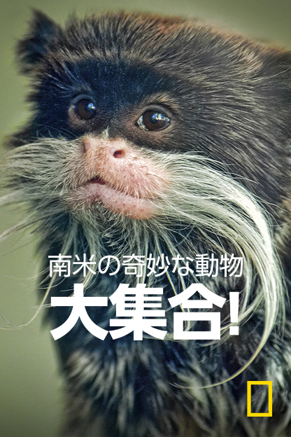南米の奇妙な動物大集合！