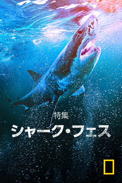 特集：シャーク・フェス