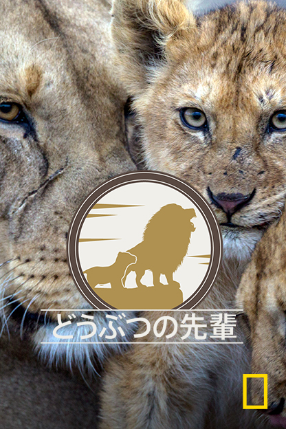どうぶつの先輩